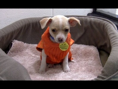 A season of giving, a season of thanks. sweaters for Chihuahua puppies!