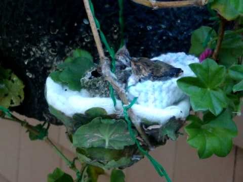 Allen's hummingbird nesting in baby's bootie Day 17 - June 28, 2.wmv