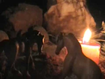 Breyer Horses HALLOWEEN Paranoid - Movie Series Trailer Clip Mini Whinnies