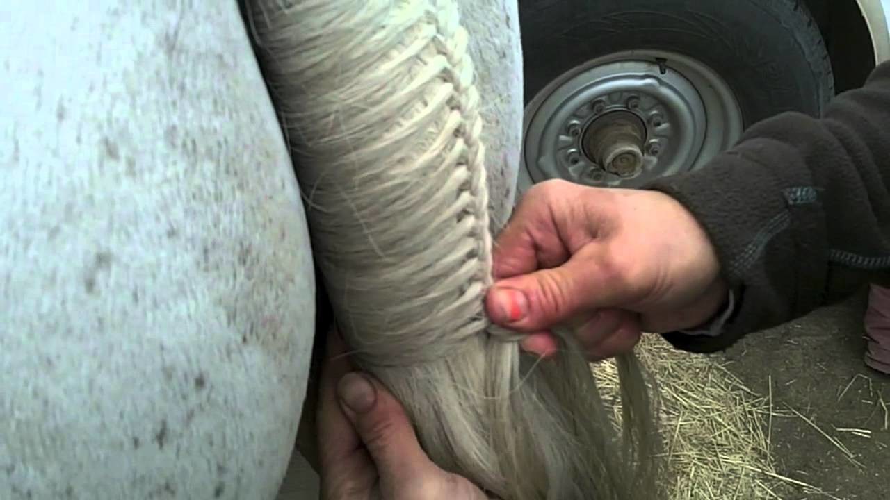 How to Braid a Tail (Hunter Jumper)