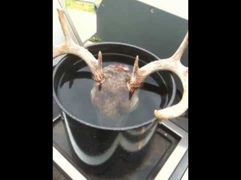 Deer Head Skull Mount - DIY European Style