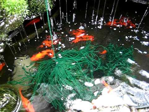 Goldfish spawning into homemade mops