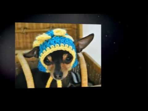 Handmade Hats For Dogs!