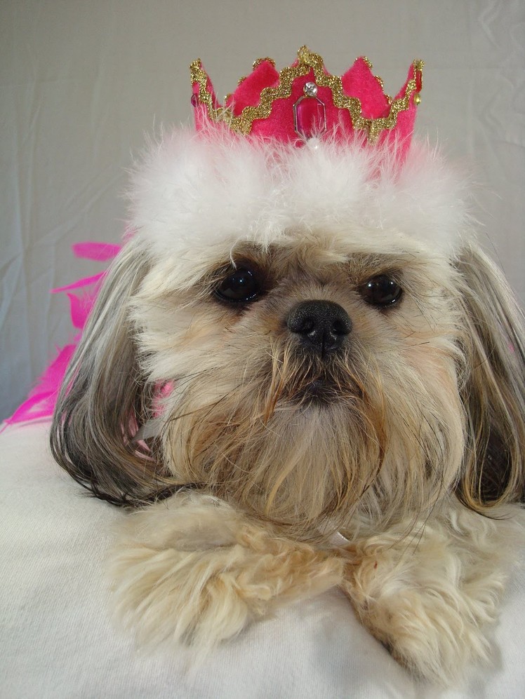 ✂ How To Make Royal Princess or Prince Crown Top Hats For Dogs  ♡
