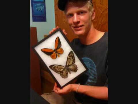 Riker Mounting Butterfly Specimens