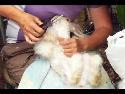 English Angora Rabbit clipping and grooming.