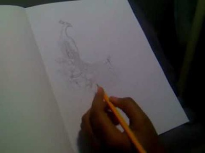 Me drawing a Peacock