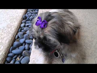 DIY Dog Grooming - Finishing Touch - Bows etc., Shih Tzu Rescue Puppy