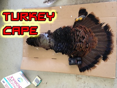 DIY How To Make A Turkey Cape Mount For Under $5