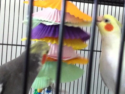 DIY toy a bit hit with the Cockatiels