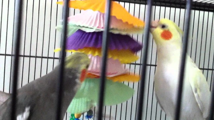 DIY toy a bit hit with the Cockatiels