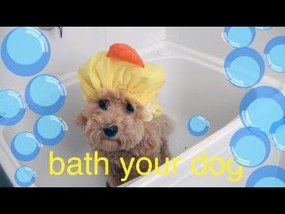 Bath your Toy Poodle - DIY Dog Hygiene.Groom - a tutorial by Cooking For Dogs