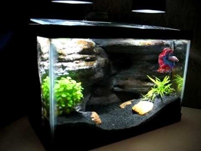 DIY aquarium background with Stunning Crown Tail Betta - 2.5 gallon