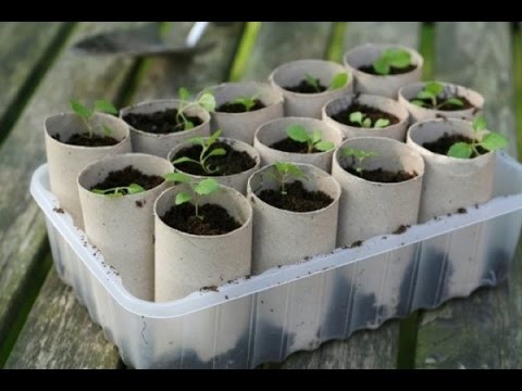 DIY: Planting Seeds With Toilet Paper Rolls