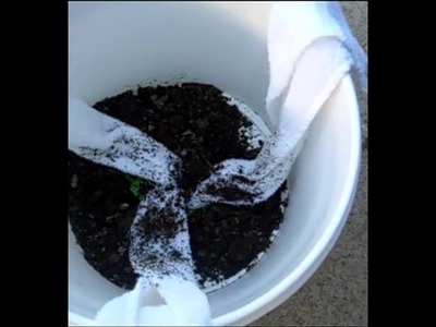 DIY Self-watering bucket - Sub Irrigaton Planter (SIP) Bucket - 80% less water container gardening