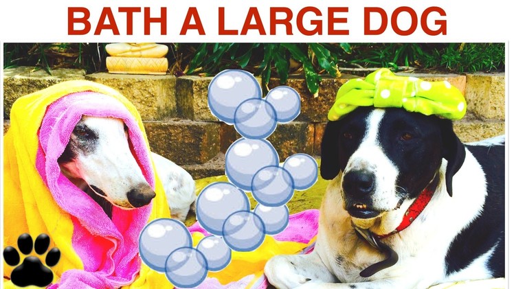 BATH & WASH A LARGE SHORT HAIR DOG- DIY Dog Hygiene Grooming - a tutorial by Cooking For Dogs