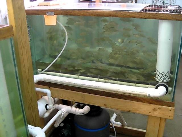 DIY Tilapia Small Scale Aquaculture System - Vid # 5