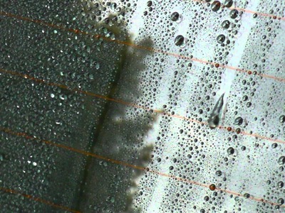 Max Protect Ultimate Glass Coat DIY : Water, Rain, Oil and Dirt Repellent Glass Coating