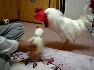ニセにわとりと対決（Chicken of Knitting　VS　Rooster）