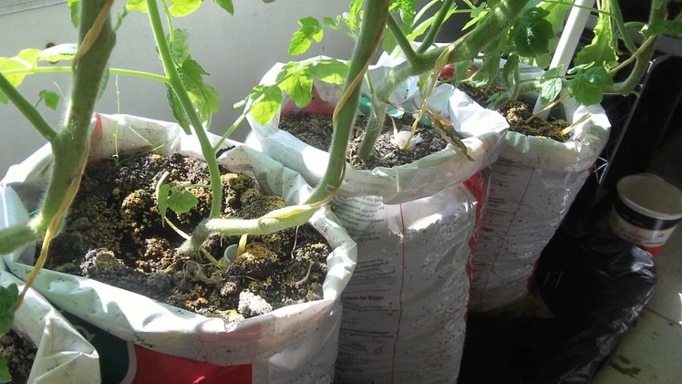 Update #2 Make free DIY self watering grow bag for vegetable gardening