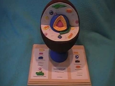 Animal Cell Model