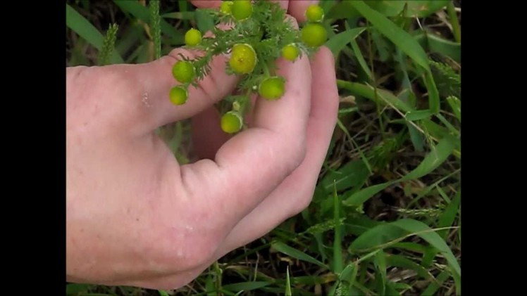 How To Identify Wild Chamomile