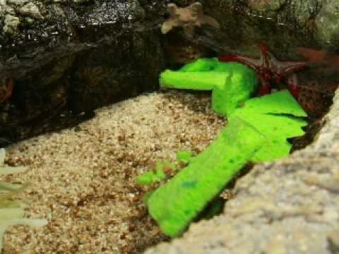 Family Craft and Decorator Crabs Set the Mood for St. Patricks Day at SEA LIFE™ Aquarium