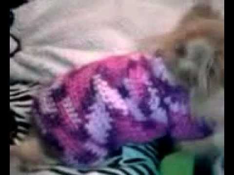 Video Response on How to Crochet a Little dog sweater.  LOVE IT!!!