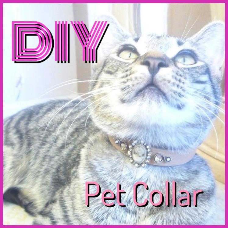 DIY How to make a collar for your pet
