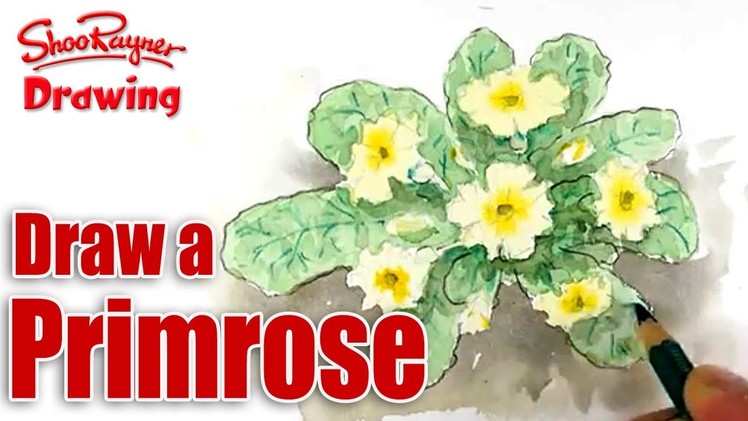How to draw and paint Primroses  - Spoken Tutorial
