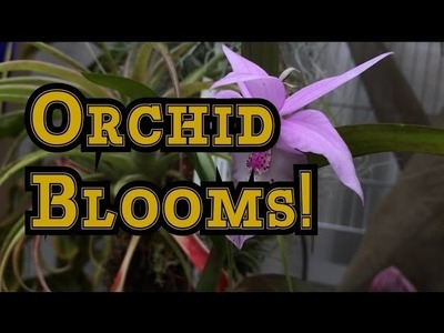 Orchid Blooms! 10 x 16 DIY Greenhouse Update Part 2: Whats in bloom and bud for May