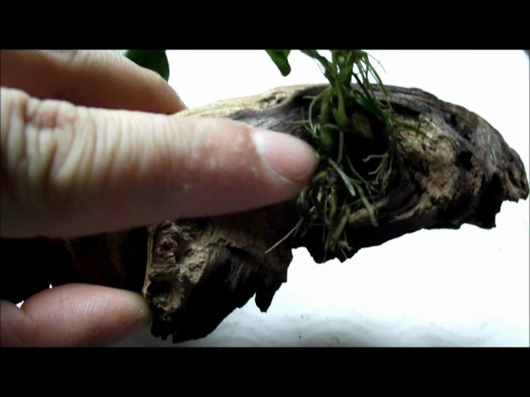How To: Attach Plants To Driftwood