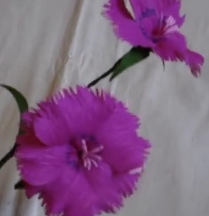 Paper Flower - Dianthus. Pinks