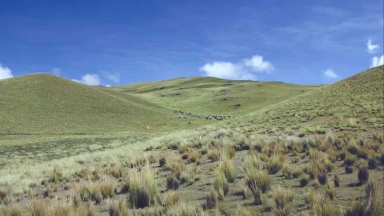 Inca Tops – Peruvian Alpaca Industrial & Hand Knitting Yarns (english)