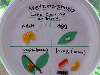 Paper Plate Craft: Metamorphosis