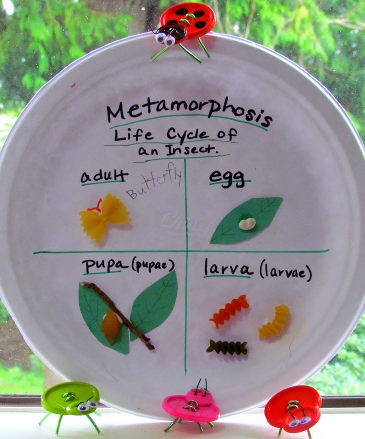 Paper Plate Craft: Metamorphosis