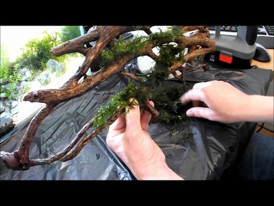 DIY Aquarium Moss Wall using wood