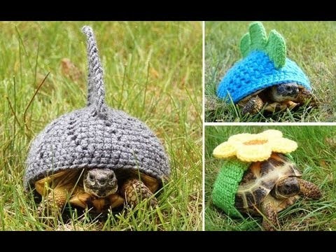 Now that's what you call a shell suit! Tortoise owner knits dozens of adorable outfits for her pets.