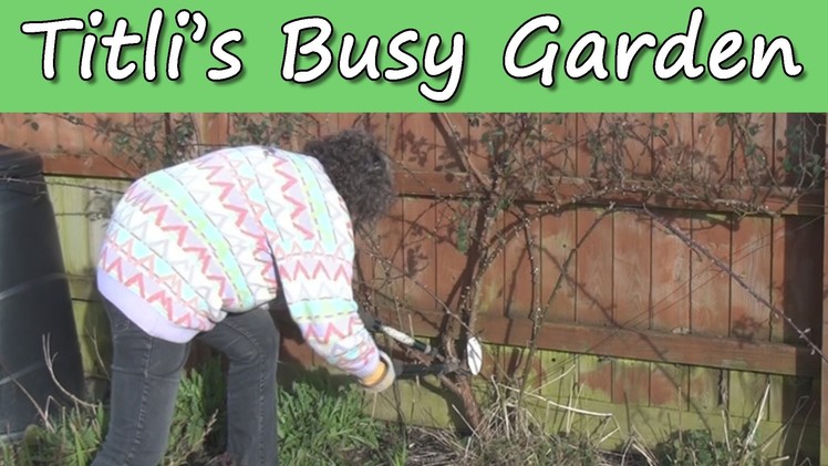 Pruning Roses - Titli's Busy Garden 2014 Week 7