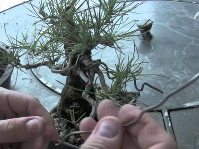How to Bonsai - Wire Removing