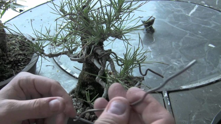 How to Bonsai - Wire Removing