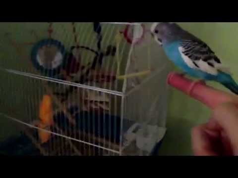 How to Set Up Your Budgie.Parakeet Cage!
