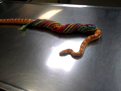Knitted Rainbow Sweater for Corn Snake