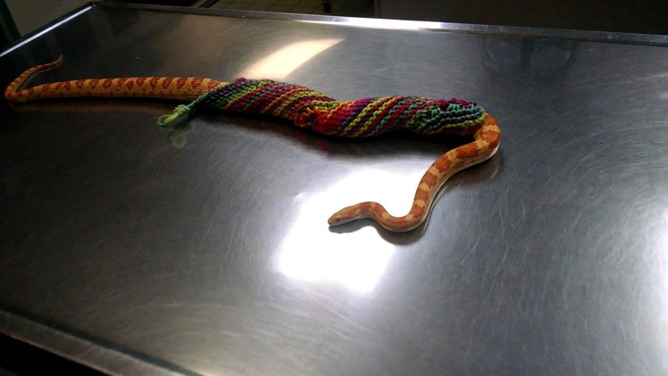 Knitted Rainbow Sweater for Corn Snake