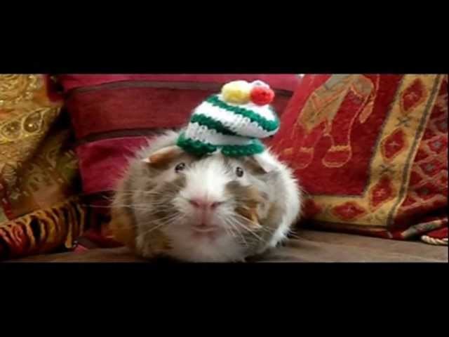 Rory the guinea pig shows off his new knitted hats!!