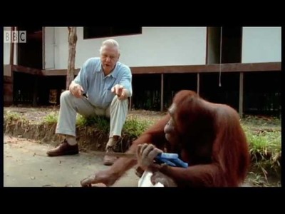 Attenborough: Amazing DIY Orangutans - BBC Earth