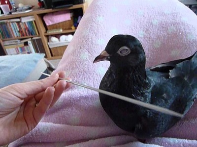 Pet pigeon (Georgie) playing with a knitting needle