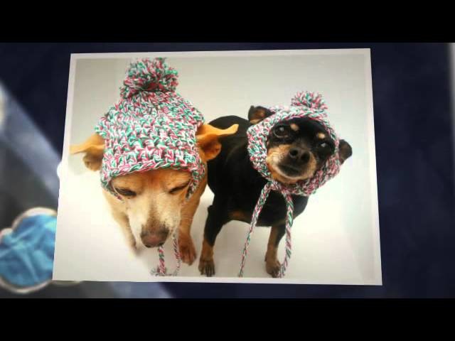 Christmas Dog Hats By C&C Creative Creations