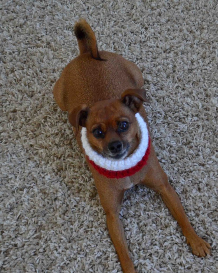 How to Crochet a Santa Style Neck Warmer for small dog breeds