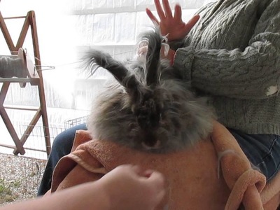 Angora rabbit spinning, NOT what PETA claims